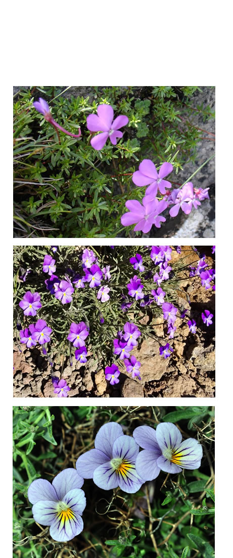 Tres especies de violetas distintas y endémicas arriba Viola cazorlensis. en el centro Viola cheiranthifolia y abajo Viola crassiuscula